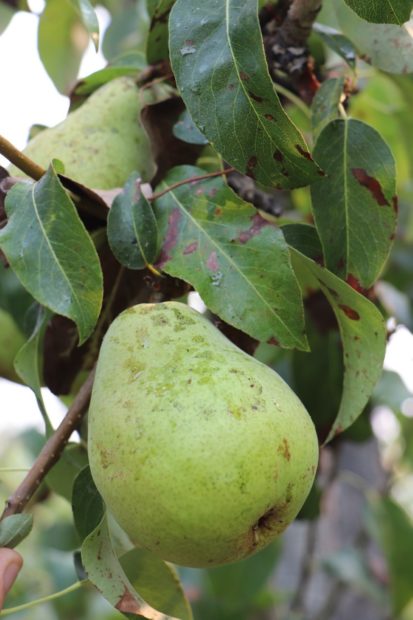 Large and green, d’Anjou pears don’t change color as they ripen and grow in abundance in central Washington.