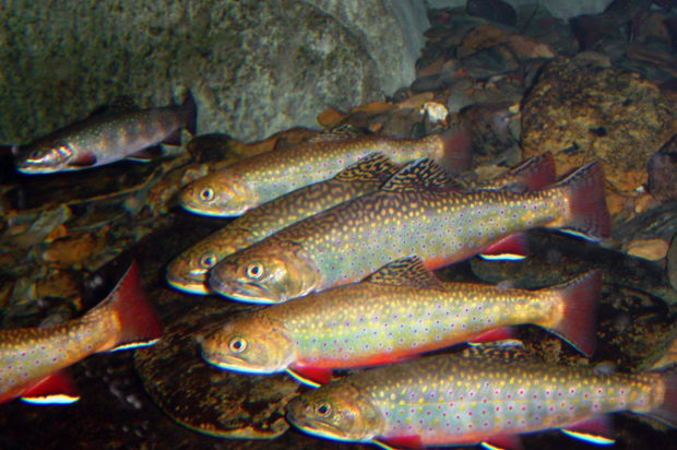 Brook trout swim together in cool water