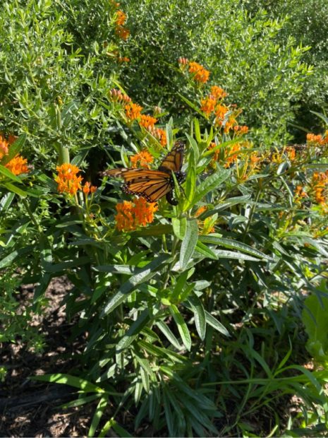 monarch butterfly on flowers