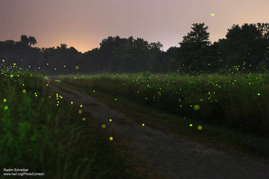 This is a long exposure of fireflies at night in Iowa. Photo by Radim Schreiber.