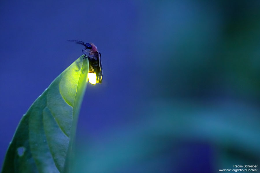 Firefly photographed by Radim Schreiber in Iowa.