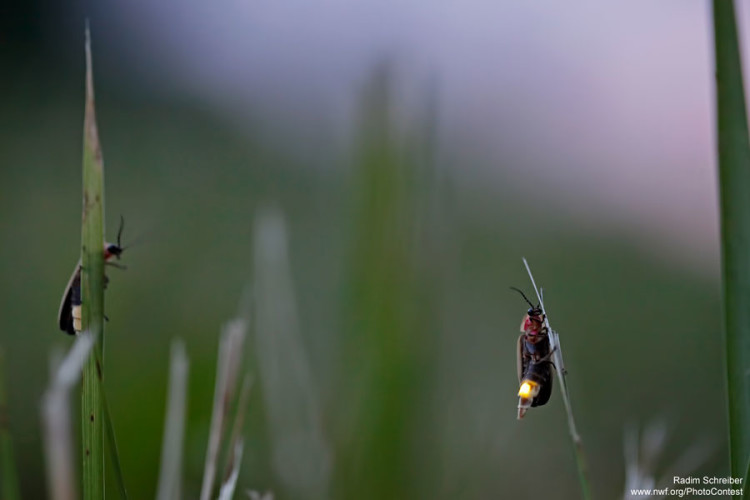 Firefly by Radim Schreiber
