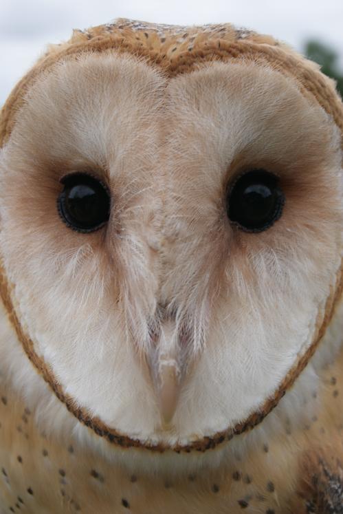 Barn Owl by Ann Mikeal