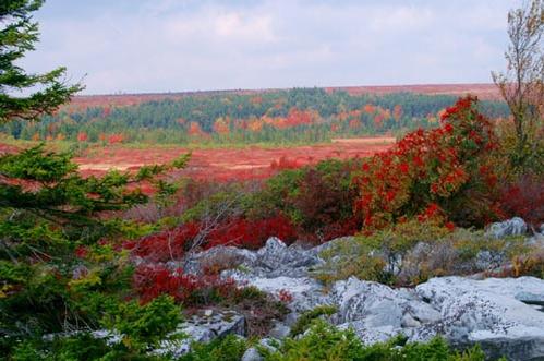 Dolly Sods National Wilderness Area in West Virginia by Sharon Dalton