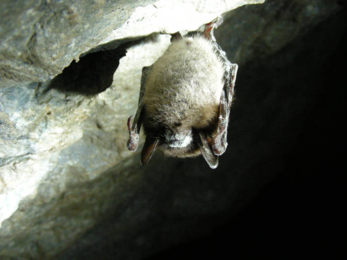 little brown bat affected by White-nose syndrome