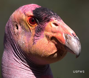 California condor by the US Fish and Wildlife Service