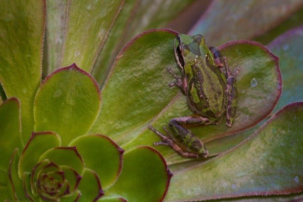 Pacific tree frog