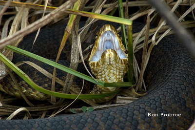 cottonmouth snake by Ron Broome