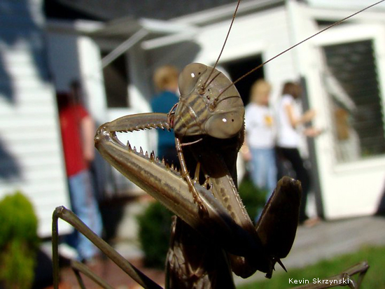 Praying mantis, photographed in Groton, Connecticut, by Kevin Skrzynski