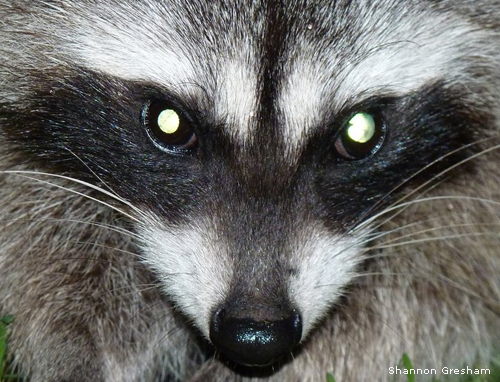 raccoon by Shannon Gresham