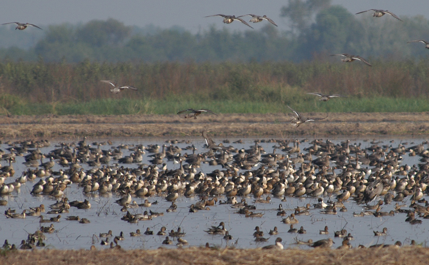 Migratory waterfowl in Louisiana