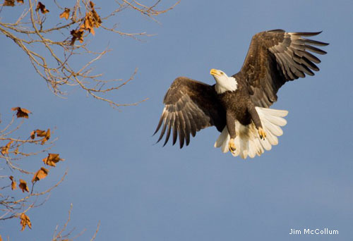 Bald eagle in flight, photographed by Jim McCollum