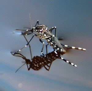 Disease carrying mosquitoes will see expanded ranges and longer seasons with climate change. ( flickr | smccann )