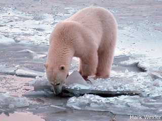 International Polar Bear Day: 13 Things You May Not Know about Polar Bears  • The National Wildlife Federation Blog
