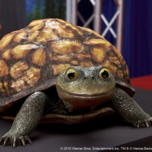 Yogi Bear Frog-Mouthed Turtle