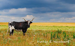Longhorn by Nathan E. Woodward