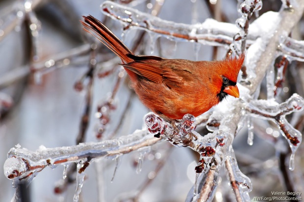 A cardinal perched on an ice-covered branch in Kentucky. Photo by National Wildlife Photo Contest entrant Valerie Begley.
