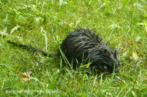 Oiled muskrat in Michigan after oil spill