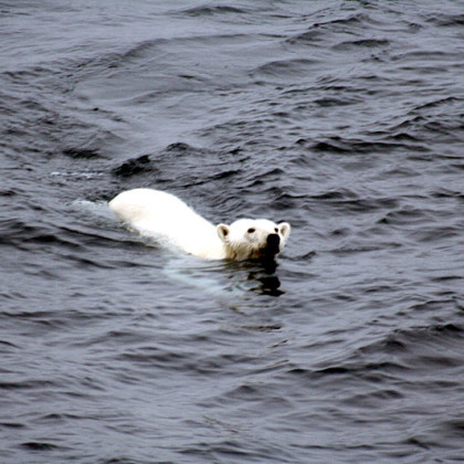 Why Big Oil is Declaring War on Polar Bears - And How You Can Help ...