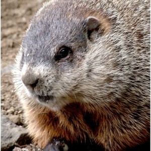 On Groundhog Day: Ten Things to Know about These Surprising Creatures ...