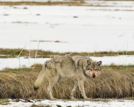 Yellowstone Wolf by Floyd H. Bond