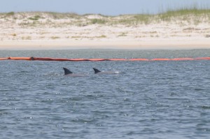 Dolphins swim next to oil booms