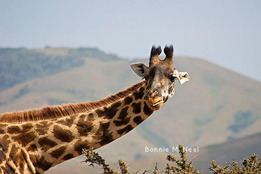giraffe, Tanzania, Africa