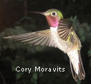 ruby-throated hummingbird, Colorado