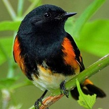American Redstart by Darlene Friedman