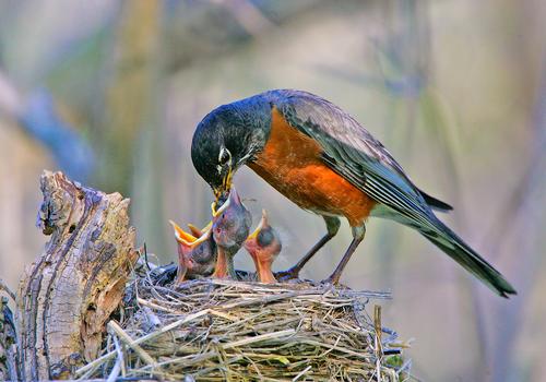 American robin feeding chicks by Robert Palmer