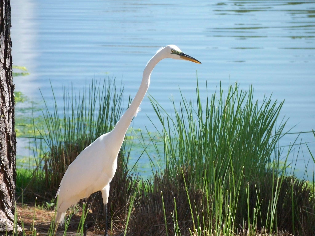 what is a white heron
