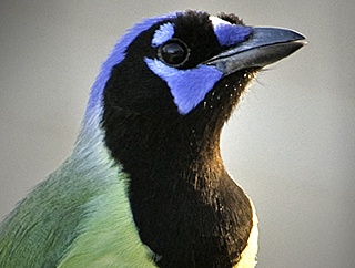 Green Jay by James Hyden