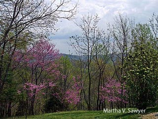In southwestern Virginia, redbuds bloom in spring