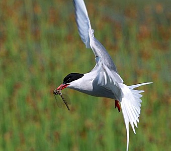 Arctic Tern by Amber Barger