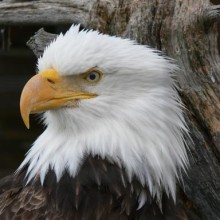 Bald Eagle - NWF/John C Moerk