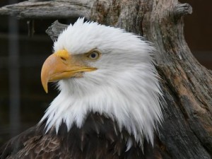 Bald Eagle - NWF/John C Moerk