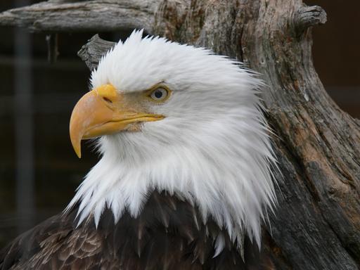 Bald Eagle - Alaska Wildlife Conservation Center - Girdwood AK
