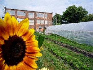 Detroit Community Garden