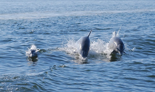 Dolphins ride boat's wake off Mississippi, May 2010 (by NWF's Jeremy Symons)