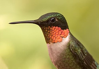 Male ruby-throated hummingbird by William Heban