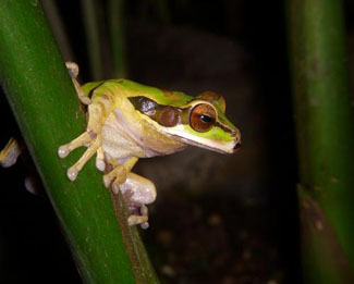 Frog in Costa Rica by Lise U. Chase