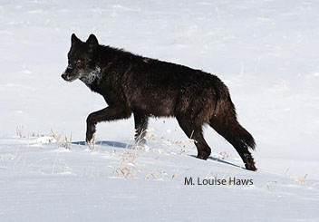 Yellowstone National Park gray wolf
