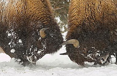 bison, yellowstone, fort belknap, fort peck, charles m russell national wildlife refuge, saving bison, bison conservation