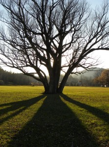 Tree photo by Susan Koomar