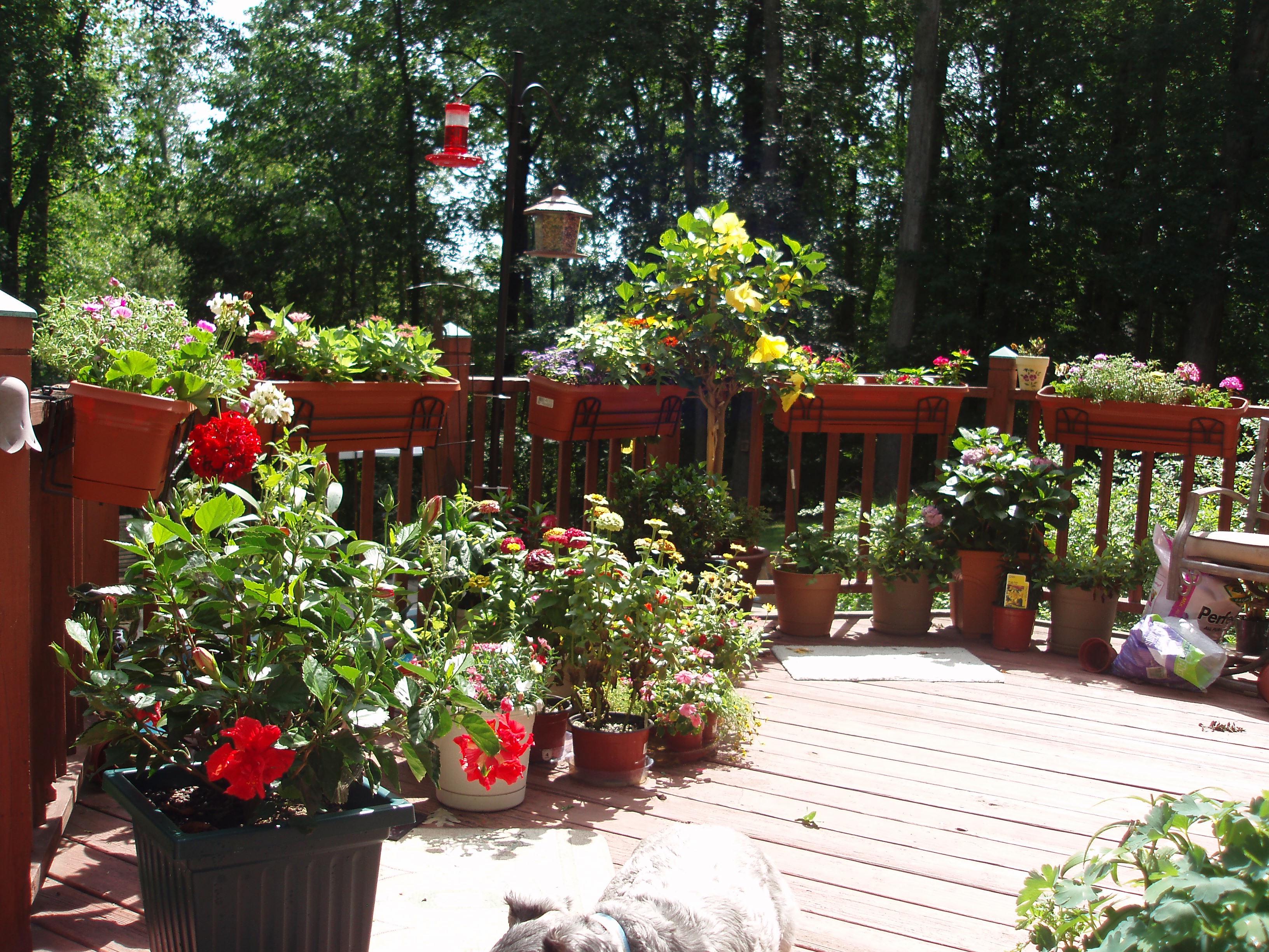 Deck wildlife habitat