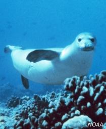 Hawaiian monk seal