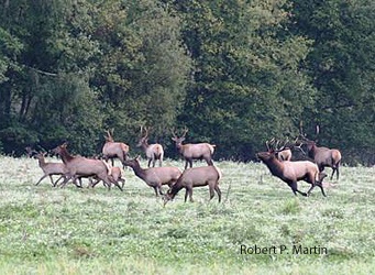Elk in Washington state's Snoqualmie area in a photo by Robert P. Martin