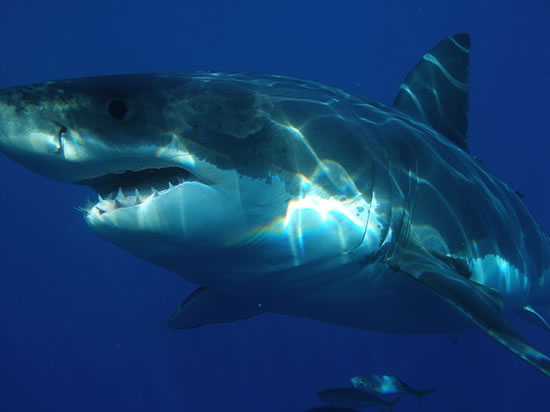 Great White Shark, Carcharodon Carcharias
