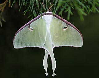 Luna moth by June Cristino