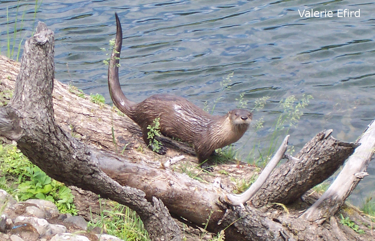 Otter in Yellowstone National Park